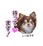 チワワのるいとろろあ～るい敬語編～（個別スタンプ：16）