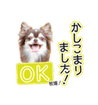 チワワのるいとろろあ～るい敬語編～（個別スタンプ：17）