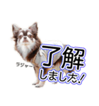 チワワのるいとろろあ～るい敬語編～（個別スタンプ：18）