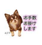 チワワのるいとろろあ～るい敬語編～（個別スタンプ：19）