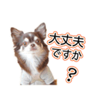 チワワのるいとろろあ～るい敬語編～（個別スタンプ：20）