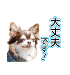 チワワのるいとろろあ～るい敬語編～（個別スタンプ：21）