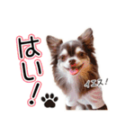 チワワのるいとろろあ～るい敬語編～（個別スタンプ：22）