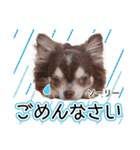 チワワのるいとろろあ～るい敬語編～（個別スタンプ：23）