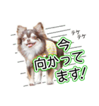 チワワのるいとろろあ～るい敬語編～（個別スタンプ：24）