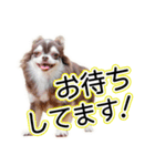 チワワのるいとろろあ～るい敬語編～（個別スタンプ：25）