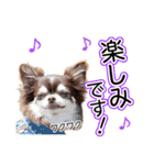 チワワのるいとろろあ～るい敬語編～（個別スタンプ：26）