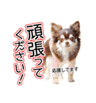 チワワのるいとろろあ～るい敬語編～（個別スタンプ：27）