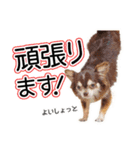 チワワのるいとろろあ～るい敬語編～（個別スタンプ：28）