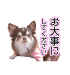 チワワのるいとろろあ～るい敬語編～（個別スタンプ：29）