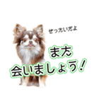 チワワのるいとろろあ～るい敬語編～（個別スタンプ：30）