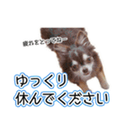 チワワのるいとろろあ～るい敬語編～（個別スタンプ：31）