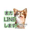 チワワのるいとろろあ～るい敬語編～（個別スタンプ：32）