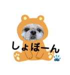 みことわんこ11（個別スタンプ：1）