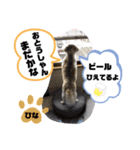 みことわんこ11（個別スタンプ：4）