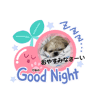 みことわんこ11（個別スタンプ：5）