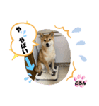 みことわんこ11（個別スタンプ：7）