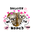 みことわんこ11（個別スタンプ：8）