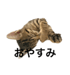 保護猫メイちゃん（個別スタンプ：2）