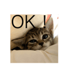 保護猫メイちゃん（個別スタンプ：3）