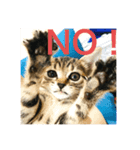 保護猫メイちゃん（個別スタンプ：5）