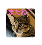 保護猫メイちゃん（個別スタンプ：6）