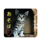 保護猫メイちゃん（個別スタンプ：7）