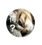保護猫メイちゃん（個別スタンプ：8）