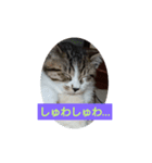 どんぐりゃーらいふ（個別スタンプ：3）