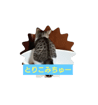どんぐりゃーらいふ（個別スタンプ：4）