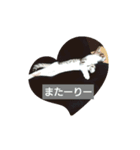どんぐりゃーらいふ（個別スタンプ：5）