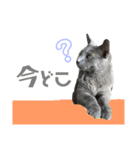龍くん3rd（個別スタンプ：13）