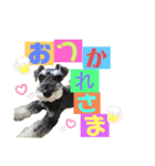 シュナウザー(プリルとペル)（個別スタンプ：3）