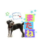 シュナウザー(プリルとペル)（個別スタンプ：6）