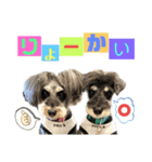 シュナウザー(プリルとペル)（個別スタンプ：8）