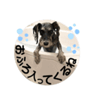 シュナウザー(プリルとペル)（個別スタンプ：9）