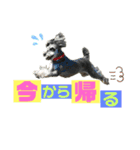 シュナウザー(プリルとペル)（個別スタンプ：10）