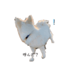 愛犬陸（個別スタンプ：2）