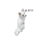 愛犬陸（個別スタンプ：4）