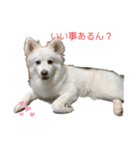 愛犬陸（個別スタンプ：5）