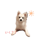 愛犬陸（個別スタンプ：6）