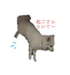 愛犬陸（個別スタンプ：7）