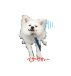 愛犬陸（個別スタンプ：8）