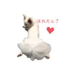 愛犬陸（個別スタンプ：9）