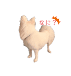 愛犬陸（個別スタンプ：10）
