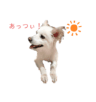 愛犬陸（個別スタンプ：11）