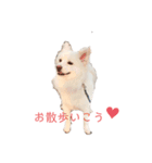 愛犬陸（個別スタンプ：12）