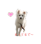 愛犬陸（個別スタンプ：13）