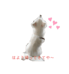 愛犬陸（個別スタンプ：14）