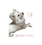 愛犬陸（個別スタンプ：15）
